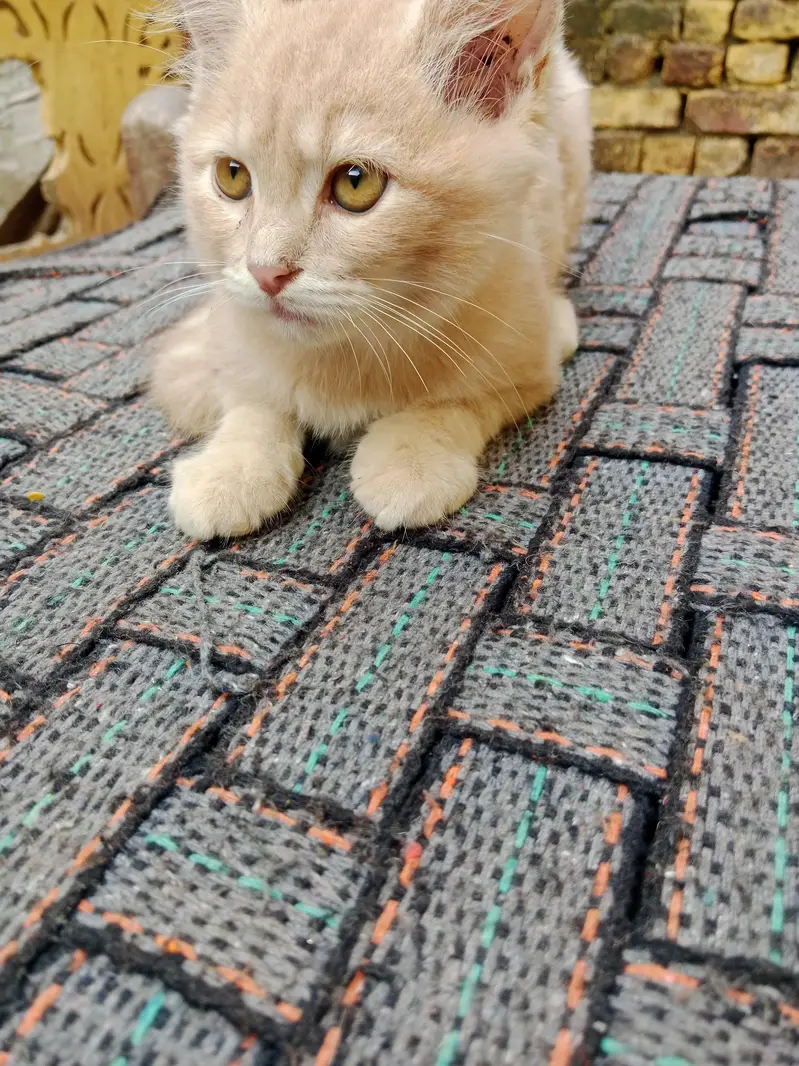 03016267680bacche Hain do Billi Hain location narang mandi hai — photo 5