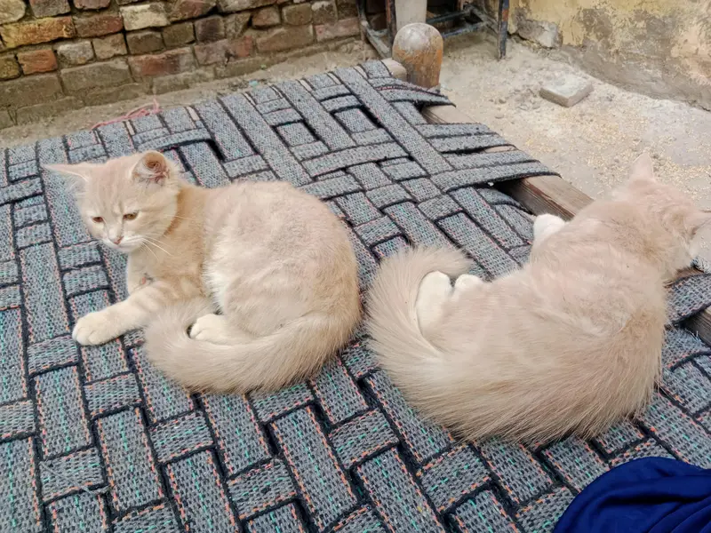 03016267680bacche Hain do Billi Hain location narang mandi hai — photo 6