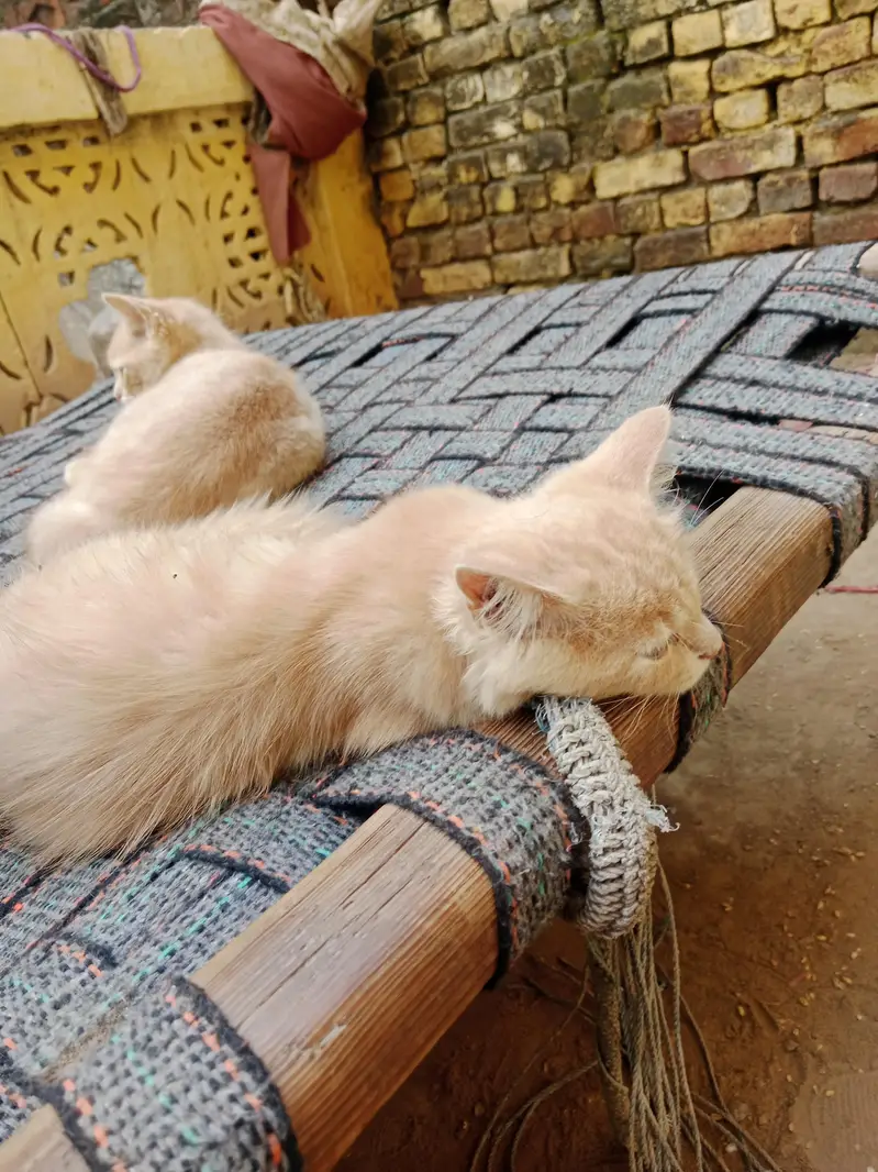 03016267680bacche Hain do Billi Hain location narang mandi hai — photo 8