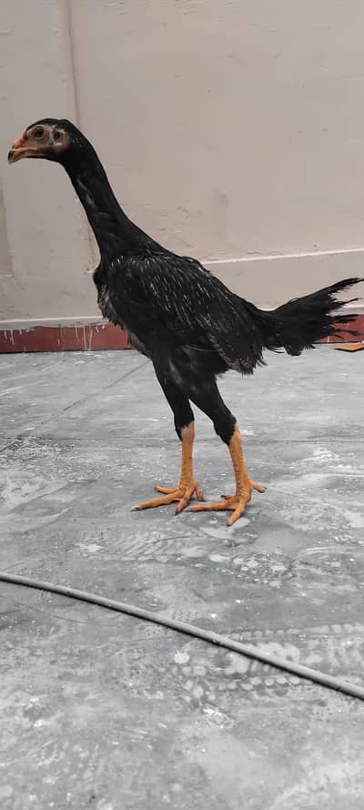 PURE BLACK GERMAN SHAMO CHICKS