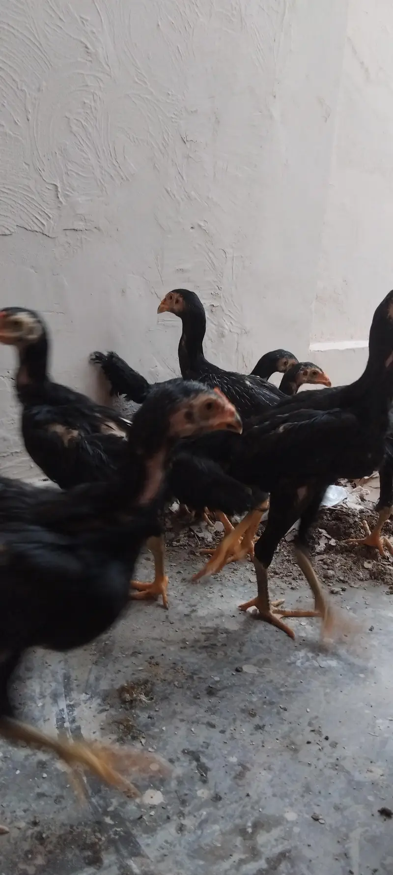 PURE BLACK GERMAN SHAMO CHICKS — photo 3