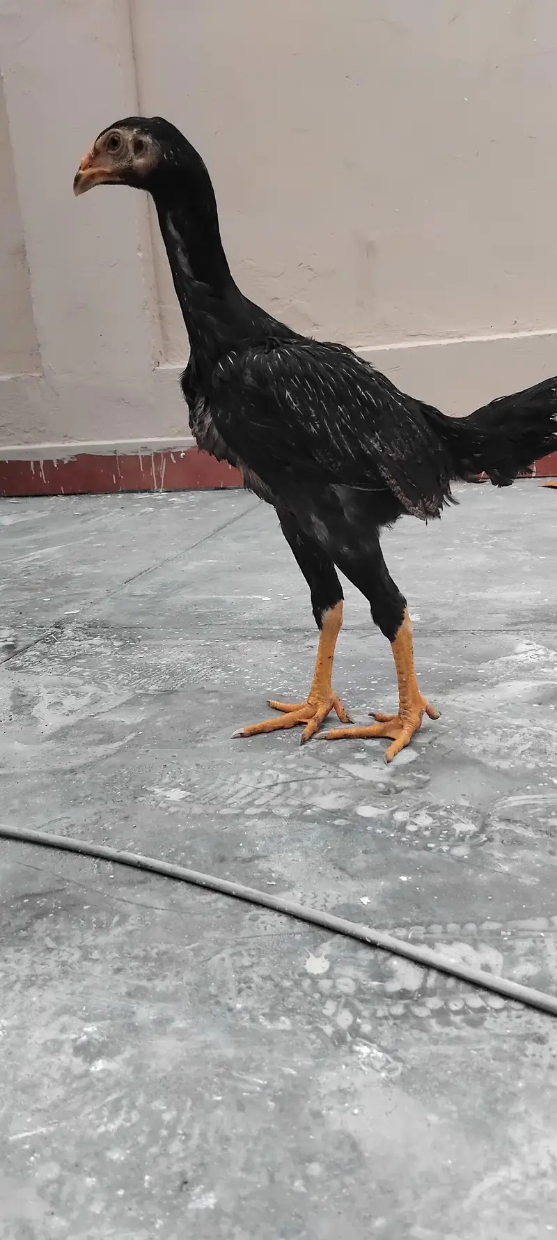 PURE BLACK GERMAN SHAMO CHICKS — photo 4