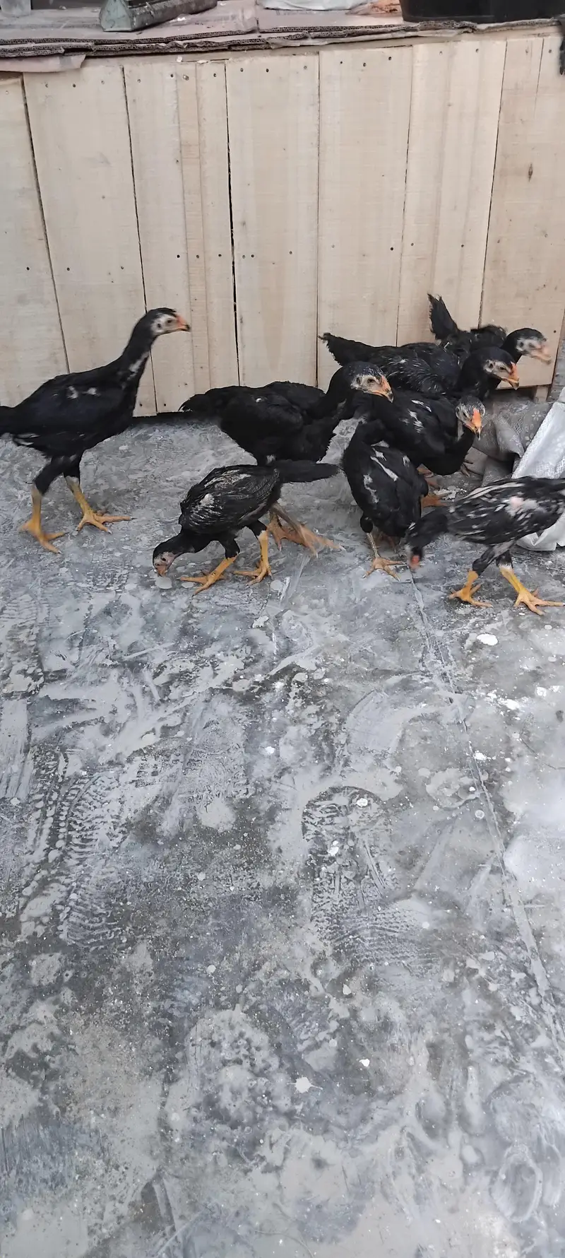 PURE BLACK GERMAN SHAMO CHICKS — photo 5