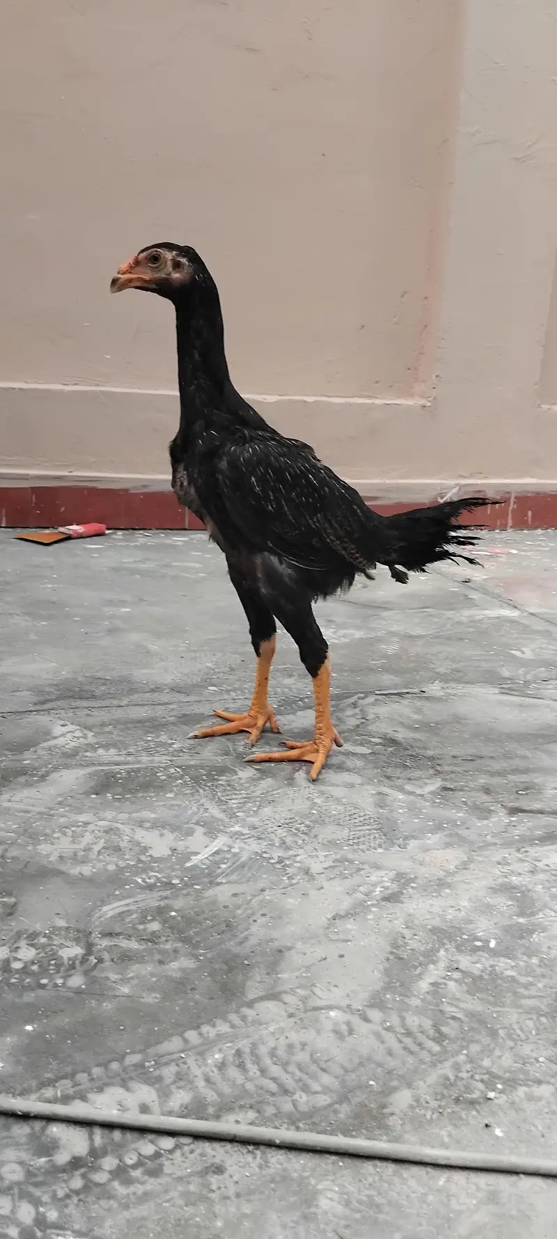 PURE BLACK GERMAN SHAMO CHICKS — photo 6