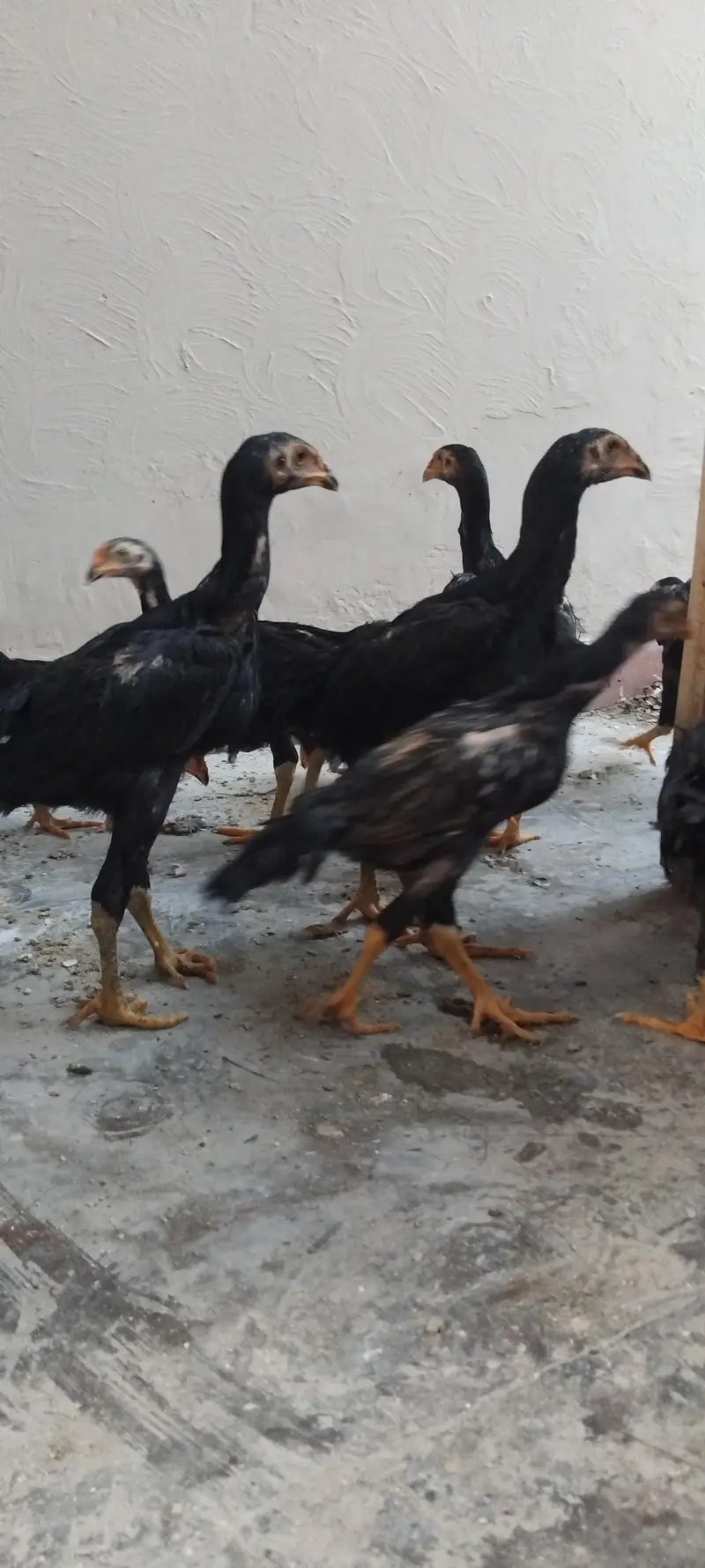 PURE BLACK GERMAN SHAMO CHICKS — photo 7