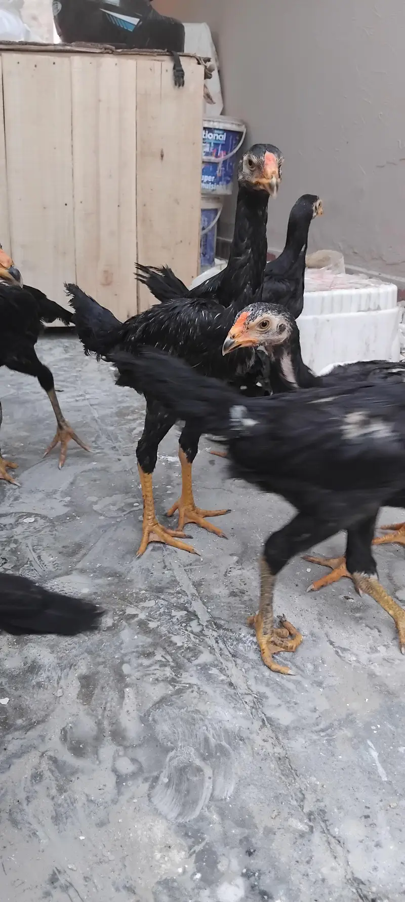 PURE BLACK GERMAN SHAMO CHICKS — photo 8