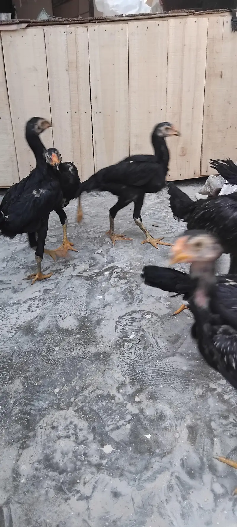 PURE BLACK GERMAN SHAMO CHICKS — photo 9