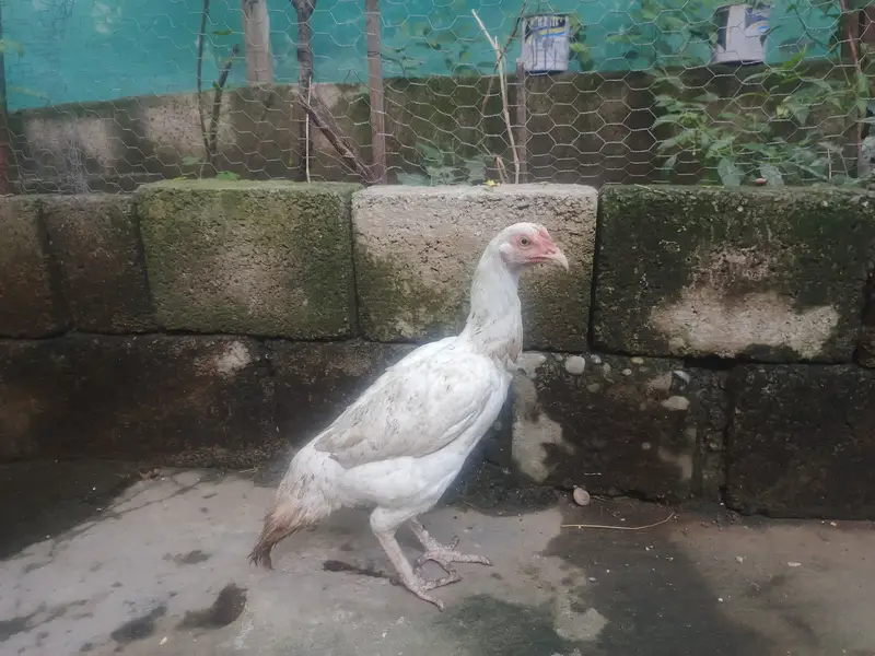 Aseel paper white madi — photo 2