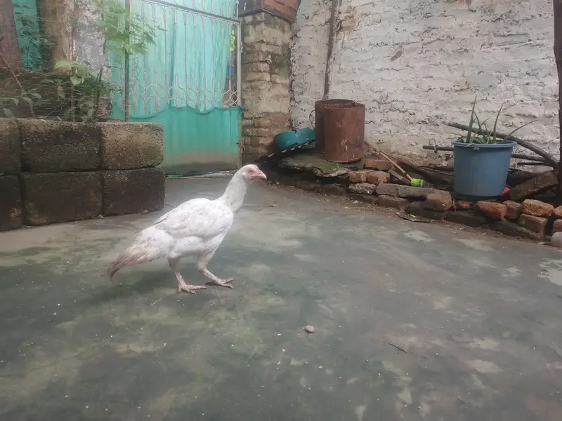 Aseel paper white madi — photo 5