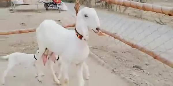 gulabi Bakri for sale