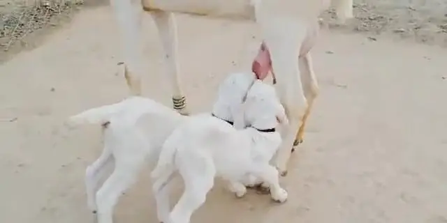 gulabi Bakri for sale — photo 3