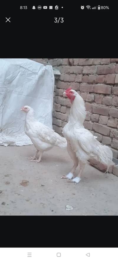 4 month age ka es pair ka chicks available ha for sale ka Lia