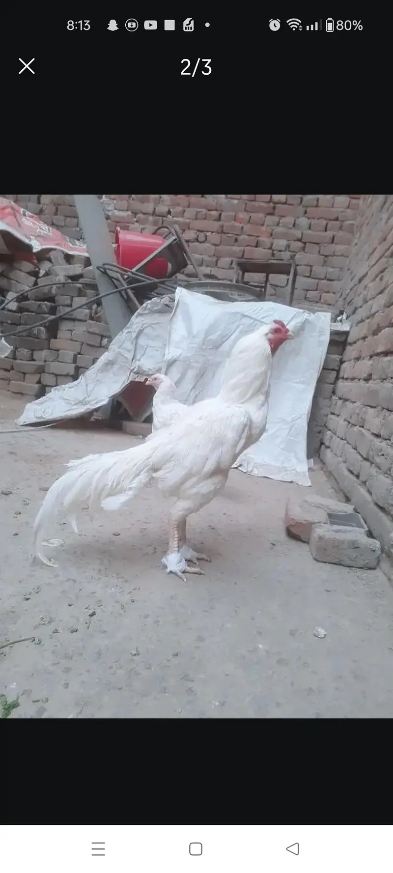 4 month age ka es pair ka chicks available ha for sale ka Lia — photo 2