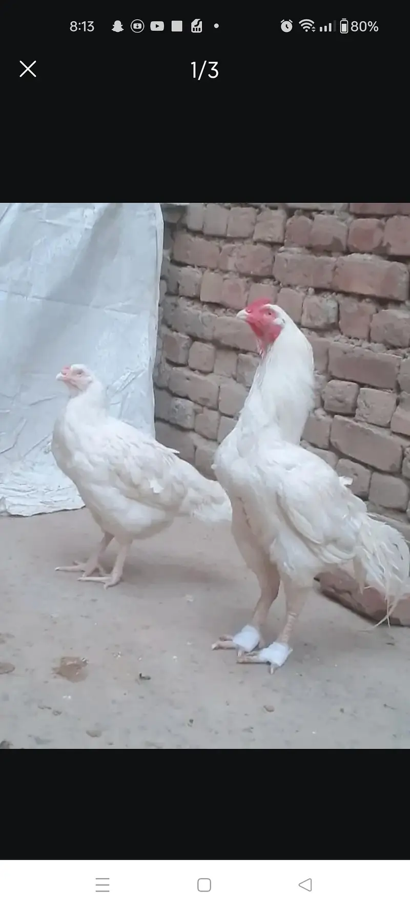 4 month age ka es pair ka chicks available ha for sale ka Lia — photo 3