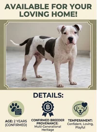 American bully for sale