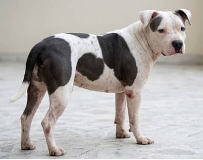 American bully for sale