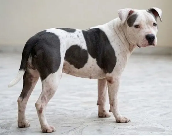 American bully for sale