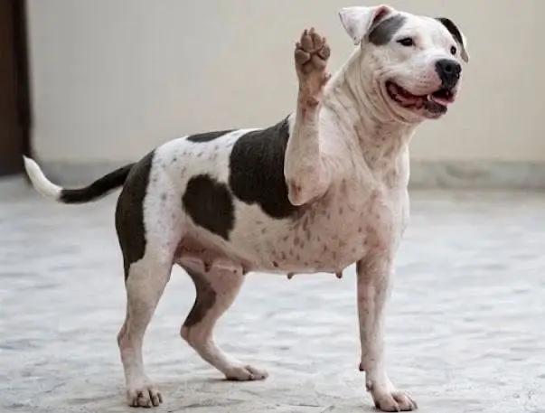 American bully for sale — photo 2
