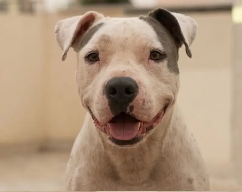 American bully for sale — photo 3