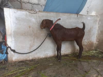 bakra or bakri for s al e