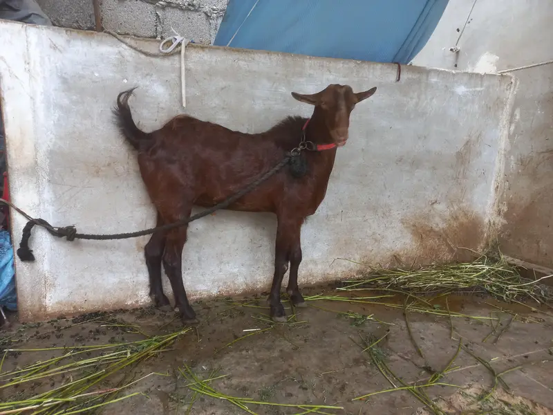 bakra or bakri for s al e — photo 2