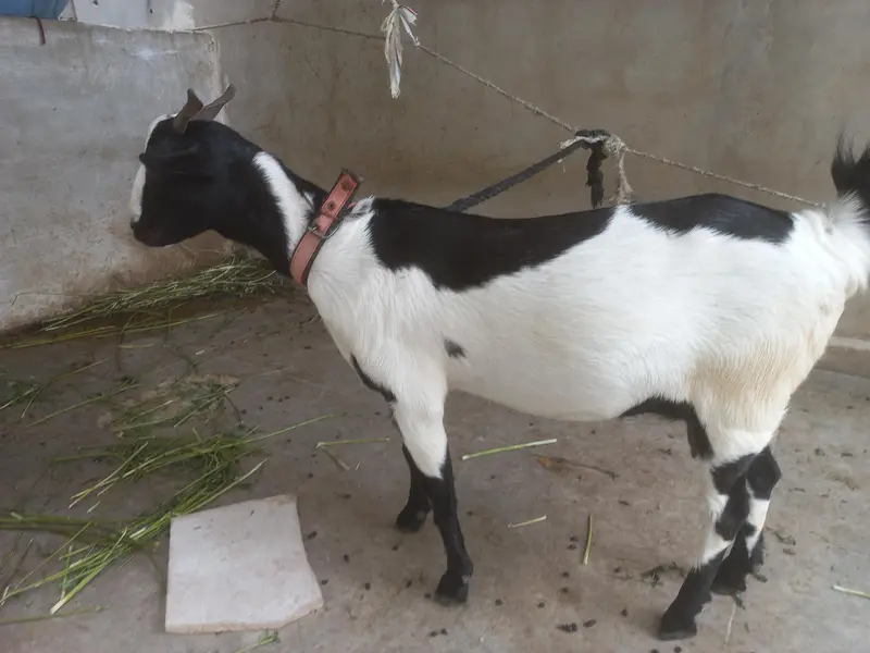 bakra or bakri for s al e — photo 3
