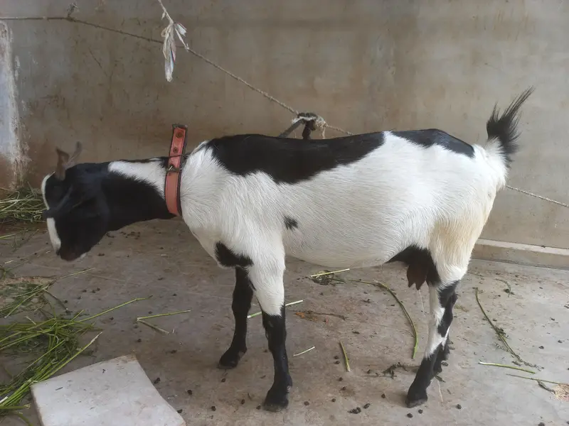 bakra or bakri for s al e — photo 4