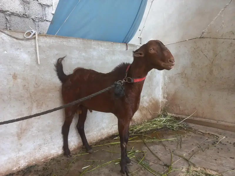 bakra or bakri for s al e — photo 5