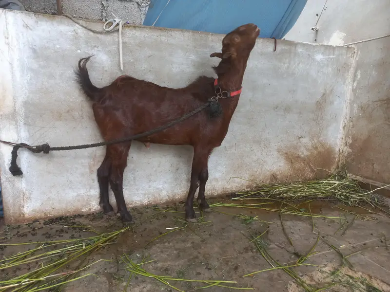 bakra or bakri for s al e — photo 6