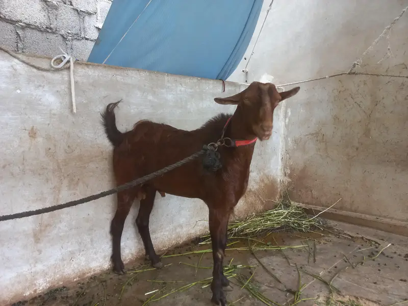 bakra or bakri for s al e — photo 7