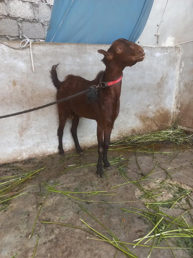 bakra or bakri for s al e — photo 8