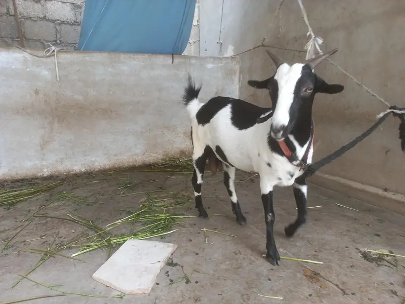 bakra or bakri for s al e — photo 9