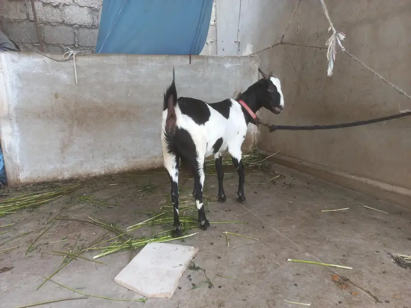 bakra or bakri for s al e — photo 10