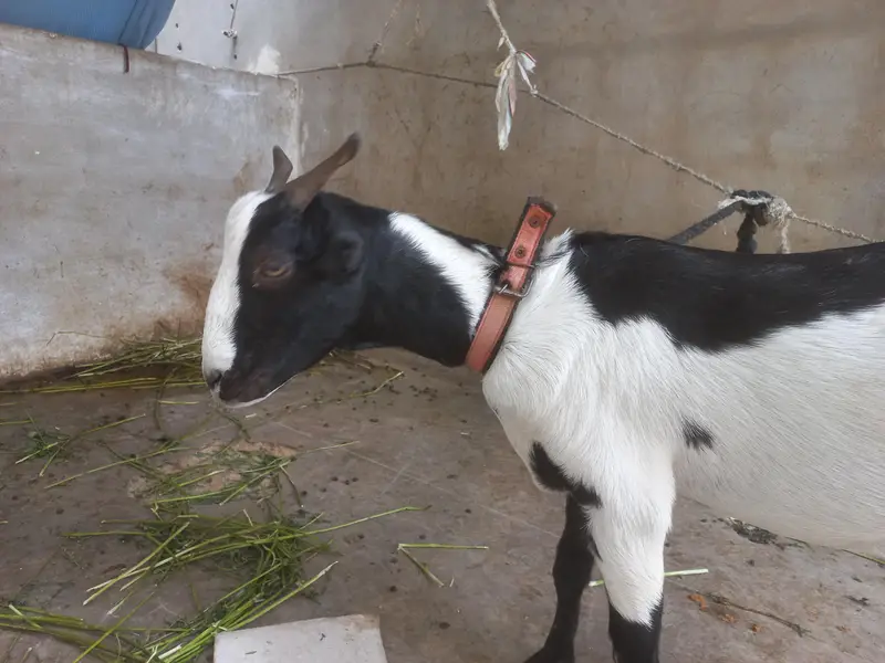 bakra or bakri for s al e — photo 11