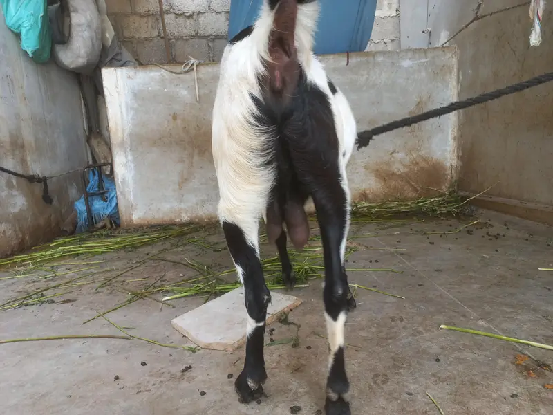 bakra or bakri for s al e — photo 12