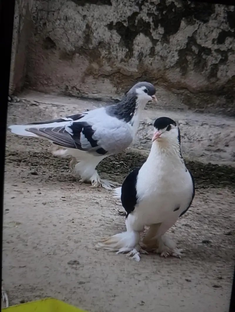 age 2 year . 3 piece Lahore sherazi . large size . . females . . — photo 2