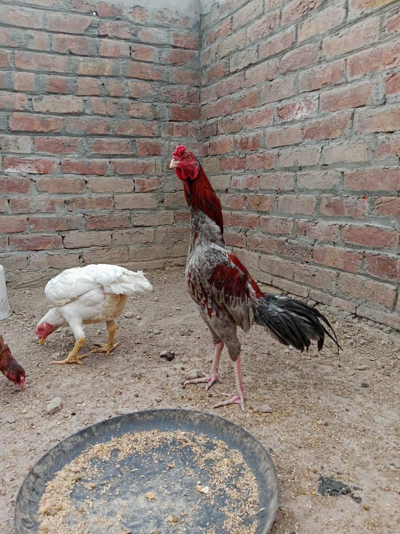 سلیٹا پٹھا میاں والی 1