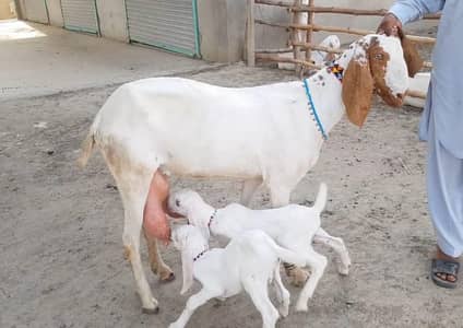 desi Bakri for sale