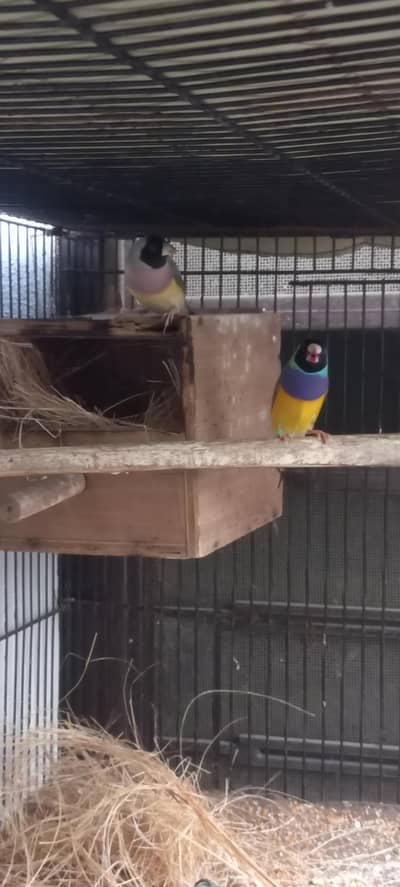 gouldian and Bengaliec
