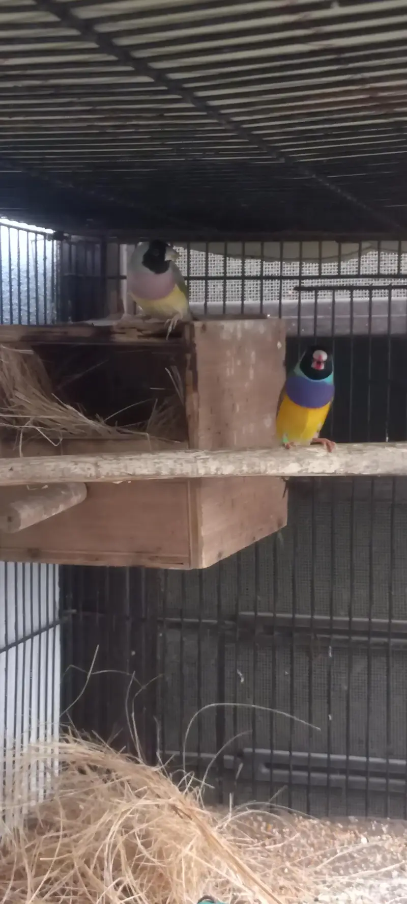 gouldian and Bengaliec