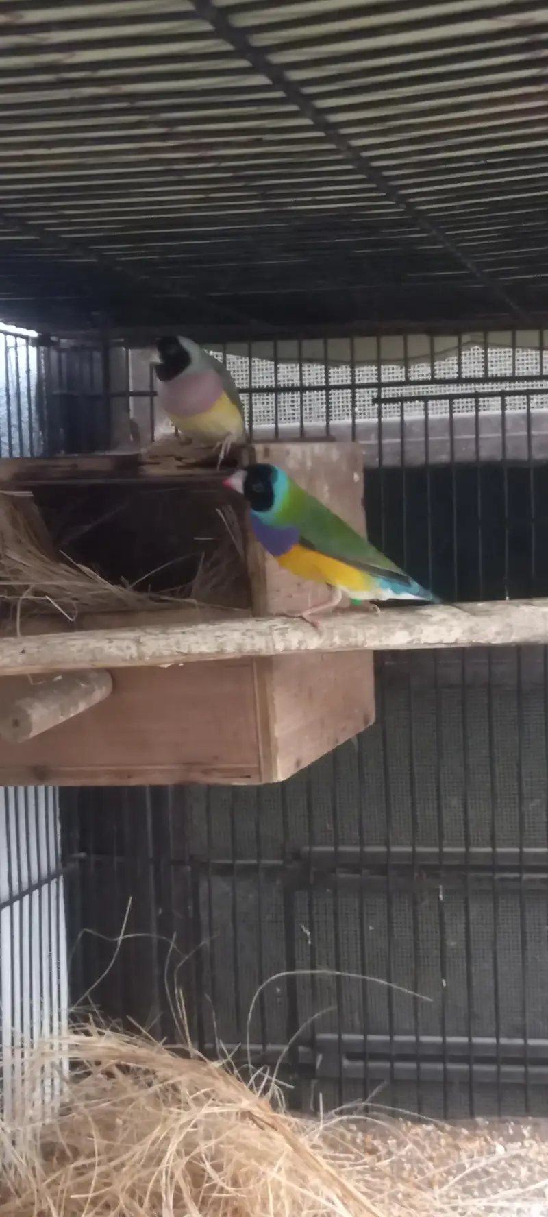 gouldian and Bengaliec — photo 2
