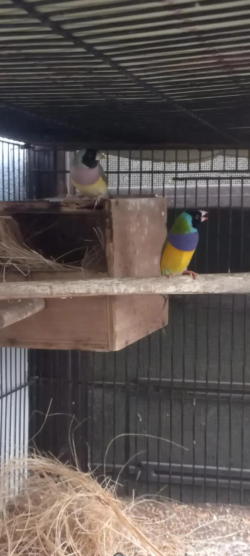 gouldian and Bengaliec — photo 3