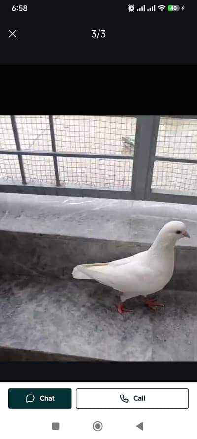 urgent sale king pigeon