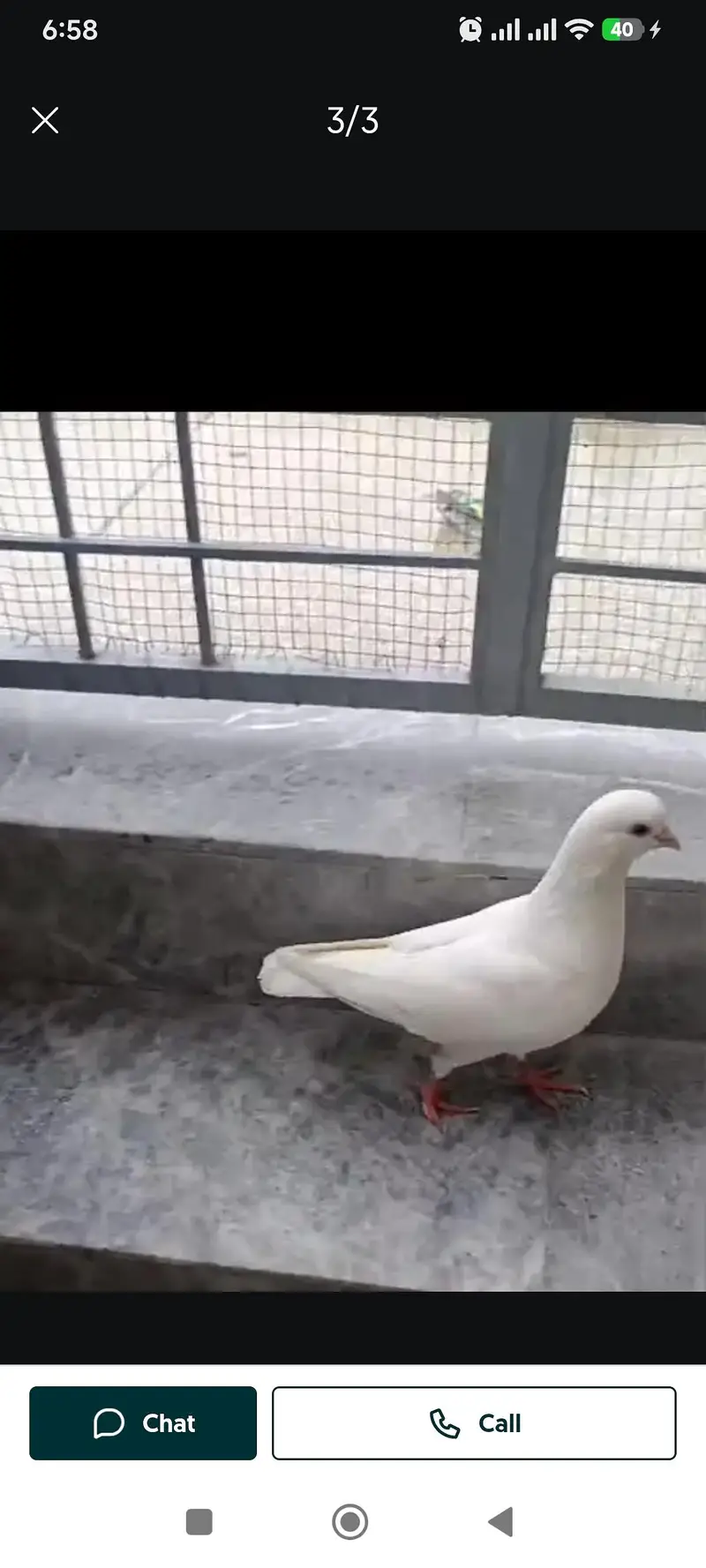 urgent sale king pigeon