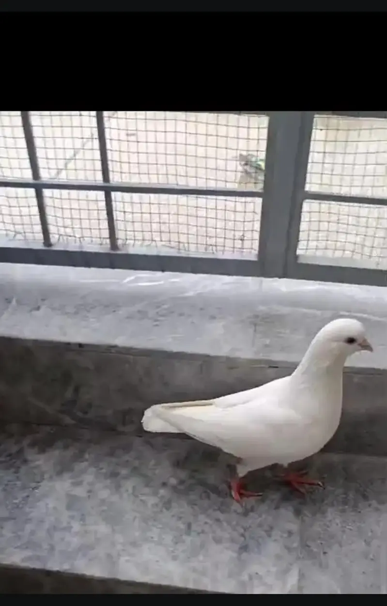 urgent sale king pigeon — photo 2