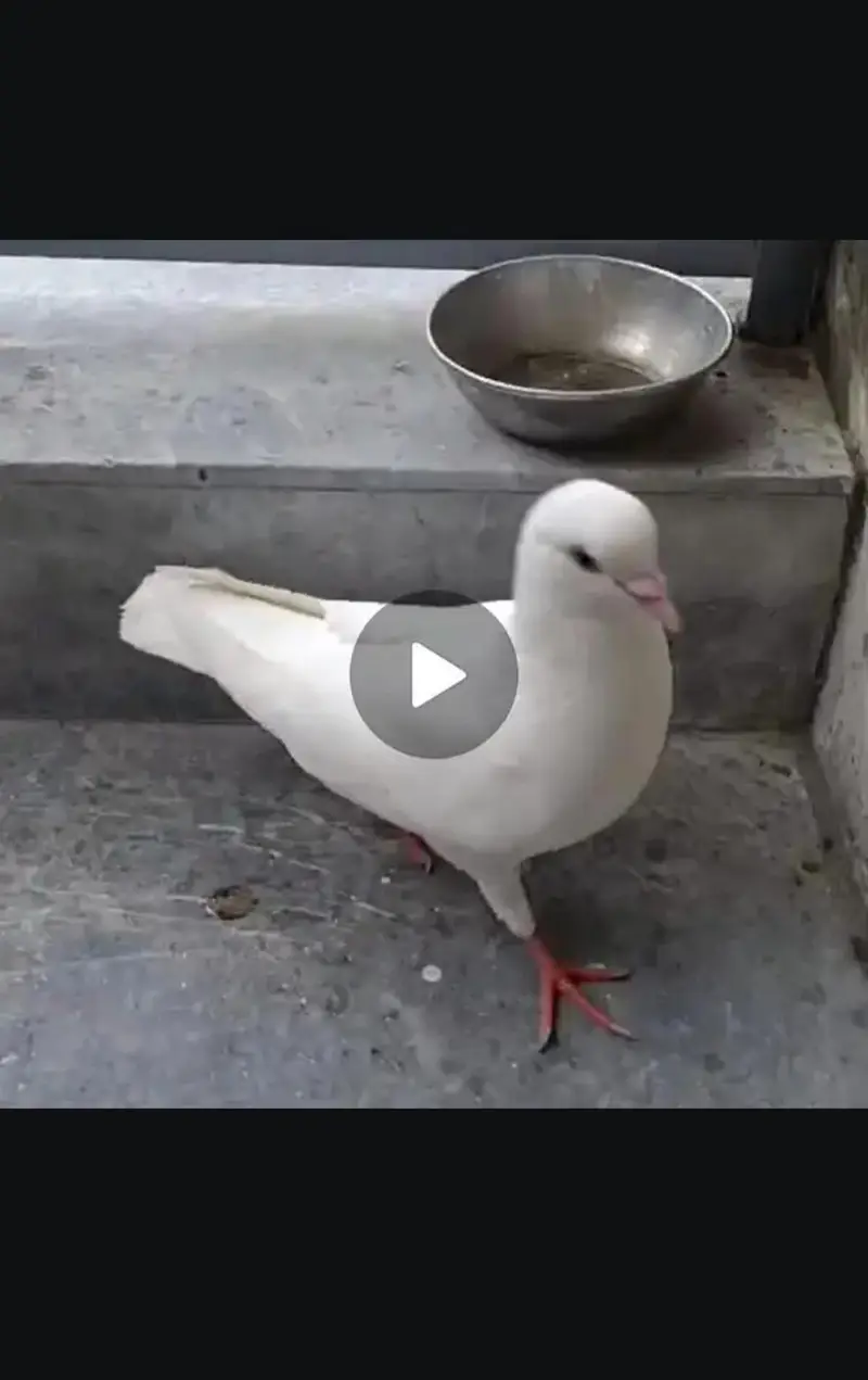 urgent sale king pigeon — photo 3