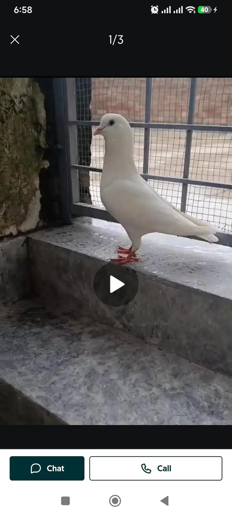 urgent sale king pigeon — photo 4