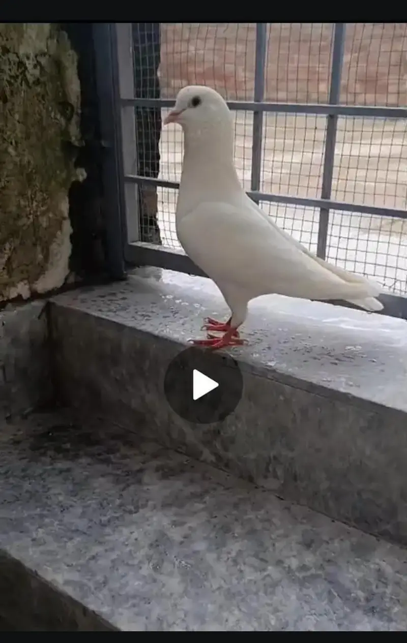 urgent sale king pigeon — photo 5