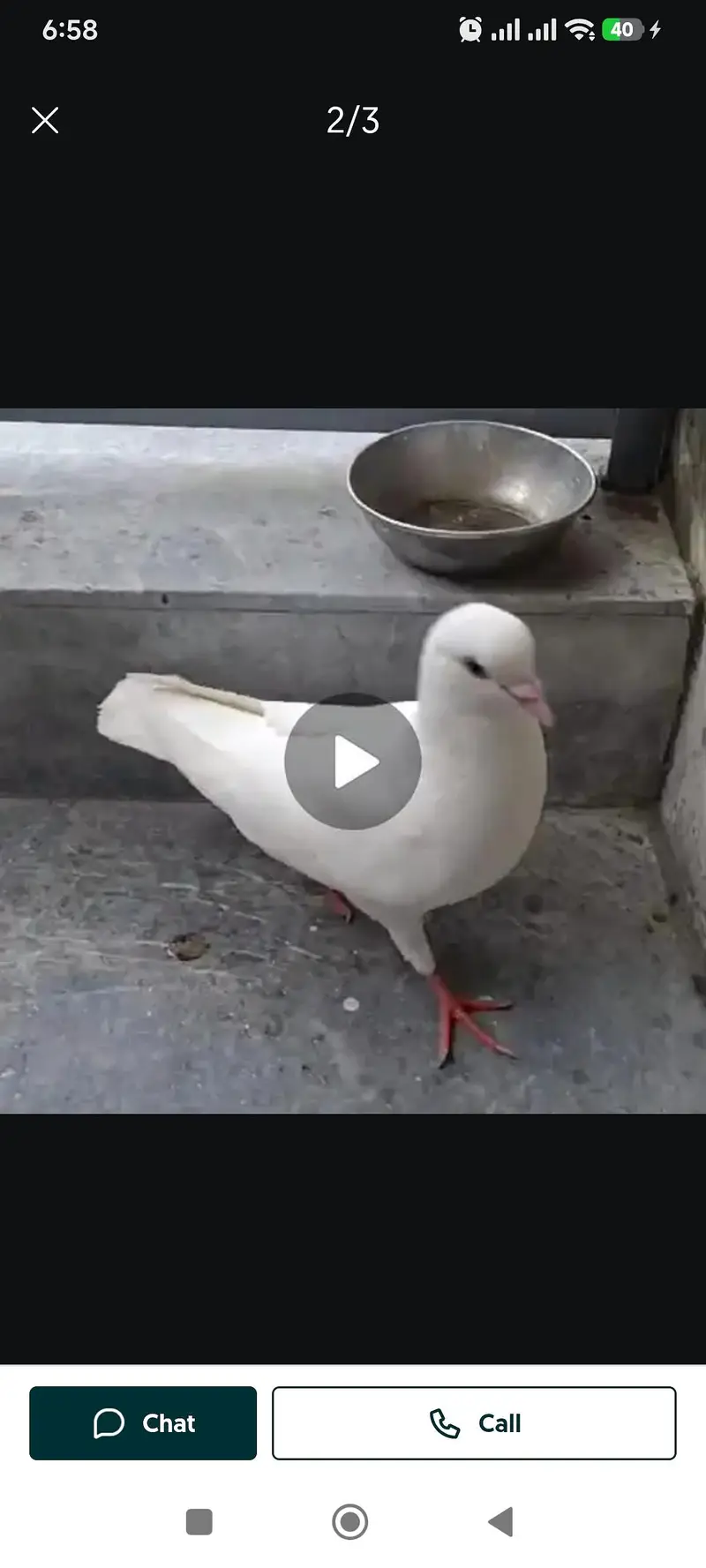 urgent sale king pigeon — photo 6