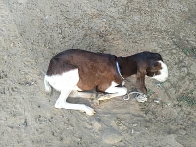 goat for sale